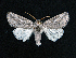  ( - AOC Lep 01601)  @11 [ ] Copyright (2020) Unspecified Unspecified