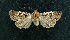  ( - AOC Lep 01621)  @11 [ ] Copyright (2020) A.S. Ortiz Unspecified
