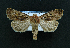  ( - AOC Lep 01622)  @11 [ ] Copyright (2020) A.S. Ortiz Unspecified