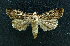 ( - AOC Lep 01623)  @11 [ ] Copyright (2020) A.S. Ortiz Unspecified