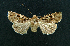  ( - AOC Lep 01624)  @11 [ ] Copyright (2020) A.S. Ortiz Unspecified
