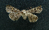 ( - AOC Lep 01625)  @11 [ ] Copyright (2020) A.S. Ortiz Unspecified