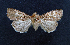  ( - AOC Lep 01626)  @11 [ ] Copyright (2020) A.S. Ortiz Unspecified