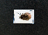  ( - AOC Lep 01635)  @11 [ ] Copyright (2020) A.S. Ortiz Unspecified