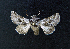  ( - AOC Lep 01640)  @11 [ ] Copyright (2020) A.S. Ortiz Unspecified