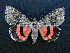  (Catocala oberthueri - AOC Lep 01654)  @11 [ ] Copyright (2020) A.S. Ortiz Unspecified