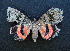  ( - AOC Lep 01655)  @11 [ ] Copyright (2020) A.S. Ortiz Unspecified