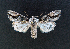  ( - AOC Lep 01675)  @11 [ ] Copyright (2020) A.S. Ortiz Unspecified