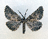  ( - AOC Lep 01679)  @11 [ ] Copyright (2020) A.S. Ortiz Unspecified