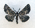 ( - AOC Lep 01680)  @11 [ ] Copyright (2020) A.S. Ortiz Unspecified
