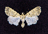  ( - AOC Lep 01684)  @11 [ ] Copyright (2020) A.S. Ortiz Unspecified