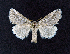  ( - AOC Lep 01694)  @11 [ ] Copyright (2020) A.S. Ortiz Unspecified