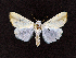 ( - AOC Lep 01695)  @11 [ ] Copyright (2020) A.S. Ortiz Unspecified