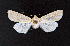  ( - AOC Lep 01700)  @13 [ ] Copyright (2020) A.S. Ortiz Unspecified