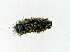  ( - AOC Lep 01705)  @11 [ ] Copyright (2020) A.S. Ortiz Unspecified