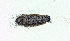  ( - AOC Lep 01707)  @11 [ ] Copyright (2020) A.S. Ortiz Unspecified