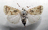  ( - AOC Lep 01728)  @11 [ ] Copyright (2021) A.S. Ortiz Unspecified