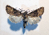  ( - AOC Lep 01751)  @11 [ ] Copyright (2021) A.S. Ortiz Unspecified