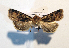  ( - AOC Lep 01768)  @11 [ ] Copyright (2021) A.S. Ortiz Unspecified