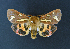  ( - AOC Lep 01778)  @11 [ ] Copyright (2021) A.S. Ortiz Unspecified