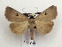  ( - AOC Lep 01782)  @11 [ ] Copyright (2021) A.S. Ortiz Unspecified