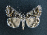  ( - AOC Lep 01795)  @11 [ ] Copyright (2021) A.S. Ortiz Unspecified