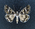  ( - AOC Lep 01798)  @11 [ ] Copyright (2021) A.S. Ortiz Unspecified