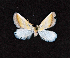  ( - AOC Lep 01822)  @11 [ ] Copyright (2021) A.S. Ortiz Unspecified