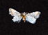  ( - AOC Lep 01823)  @11 [ ] Copyright (2021) A.S. Ortiz Unspecified