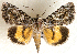  ( - AOC Lep 01828)  @11 [ ] Copyright (2021) A.S. Ortiz Unspecified