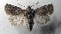  ( - AOC Lep 01842)  @11 [ ] Copyright (2021) A.S. Ortiz Unspecified