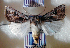  ( - AOC Lep 01843)  @11 [ ] Copyright (2021) A.S. Ortiz Unspecified
