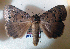  ( - AOC Lep 01845)  @11 [ ] Copyright (2021) A.S. Ortiz Unspecified