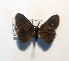  ( - AOC Lep 01847)  @11 [ ] Copyright (2021) A.S. Ortiz Unspecified