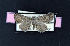 ( - AOC Lep 01872)  @11 [ ] Copyright (2021) A.S. Ortiz Unspecified