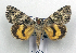  ( - AOC Lep 01874)  @11 [ ] Copyright (2021) A.S. Ortiz Unspecified