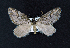  ( - AOC Lep 01886)  @11 [ ] Copyright (2021) A.S. Ortiz Unspecified