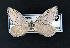  ( - AOC Lep 01887)  @11 [ ] Copyright (2021) A.S. Ortiz Unspecified