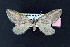  ( - AOC Lep 01888)  @11 [ ] Copyright (2021) A.S. Ortiz Unspecified