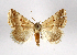  (Eublemma albida - AOC Lep 01892)  @11 [ ] Copyright (2021) A.S. Ortiz Unspecified