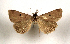 ( - AOC Lep 01894)  @11 [ ] Copyright (2021) A.S. Ortiz Unspecified