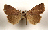  ( - AOC Lep 01895)  @11 [ ] Copyright (2021) A.S. Ortiz Unspecified