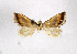  ( - AOC Lep 01900)  @11 [ ] Copyright (2021) A.S. Ortiz Unspecified