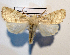  ( - AOC Lep 01918)  @11 [ ] Copyright (2021) A.S. Ortiz Unspecified