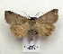  ( - AOC Lep 01920)  @11 [ ] Copyright (2021) A.S. Ortiz Unspecified
