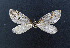  (Chesias sp. AOC01 - AOC Lep 01925)  @11 [ ] Copyright (2021) A.S. Ortiz Unspecified