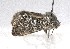  ( - AOC Lep 01945)  @11 [ ] Copyright (2021) A.S. Ortiz Unspecified