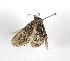  ( - AOC Lep 01954)  @11 [ ] Copyright (2021) A.S. Ortiz Unspecified