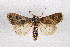  ( - AOC Lep 01962)  @11 [ ] Copyright (2021) A.S. Ortiz Unspecified