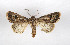  ( - AOC Lep 01963)  @11 [ ] Copyright (2021) A.S. Ortiz Unspecified